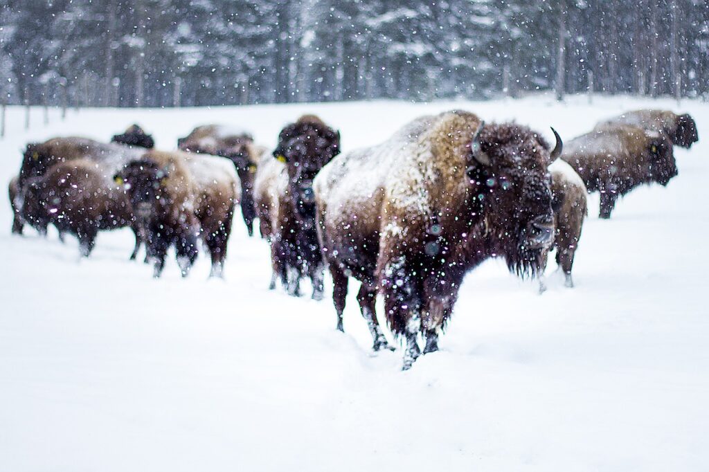 Bison and Snow