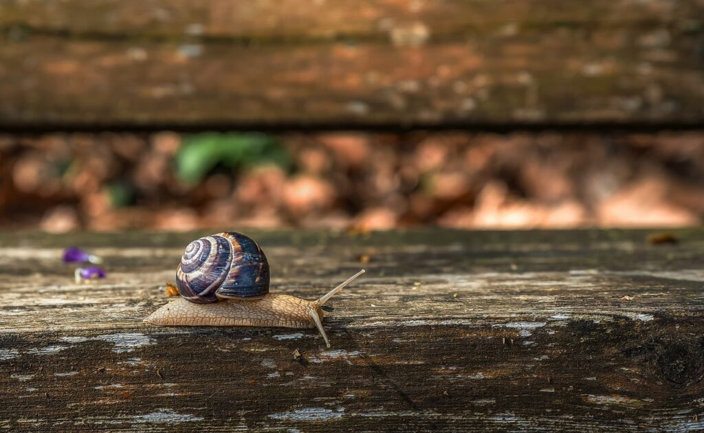 Snails and Rain