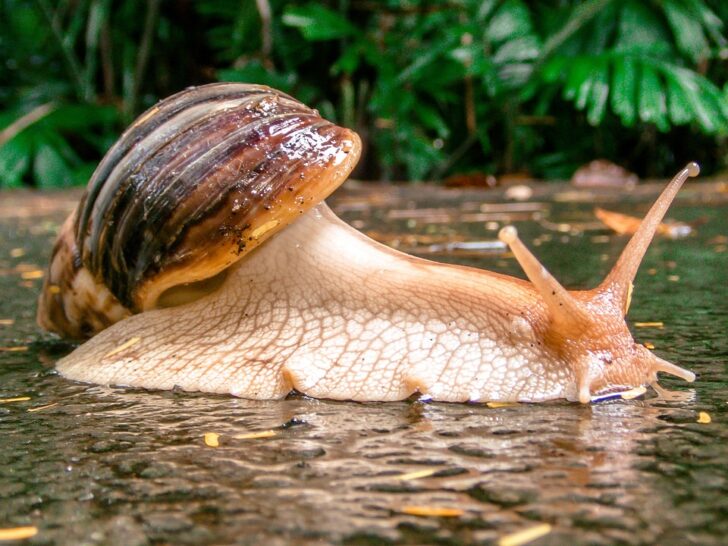 Snails and Rain