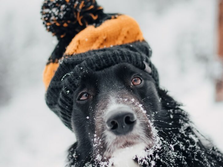 Dogs Eat Snow