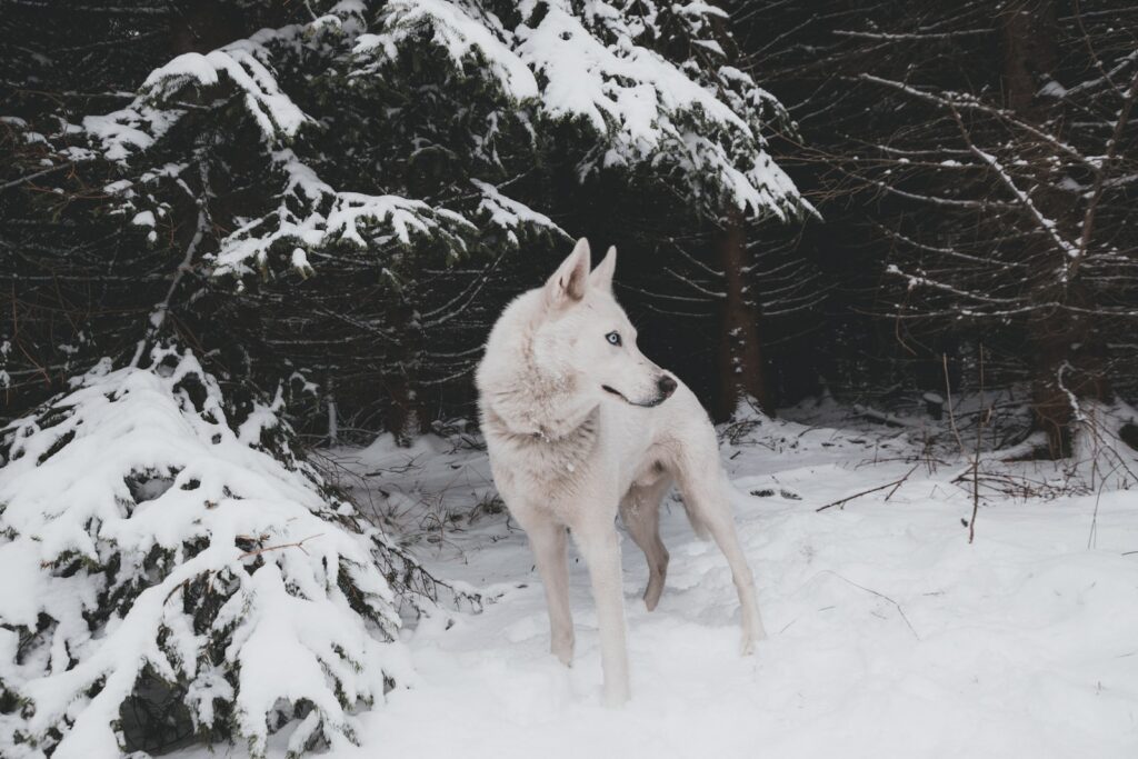 Huskies SNOW