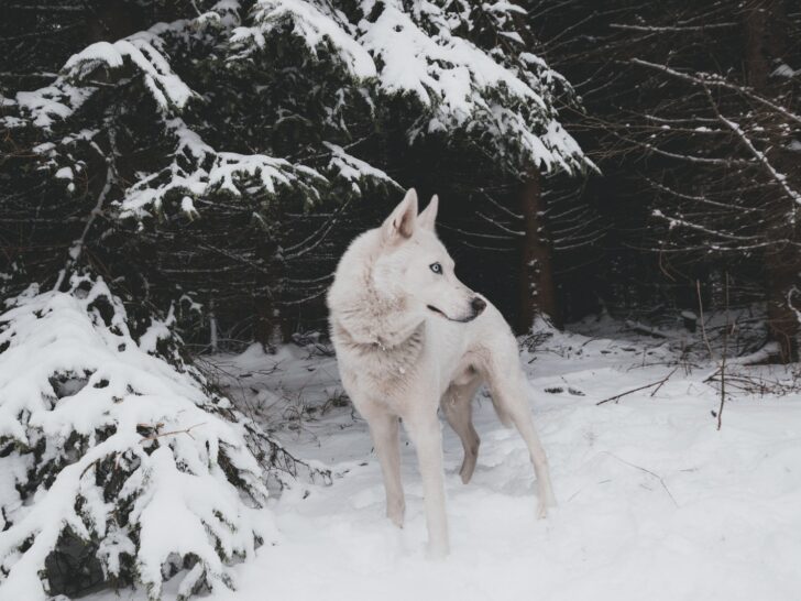 Huskies SNOW