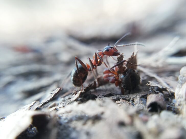 Ants Survive Rai